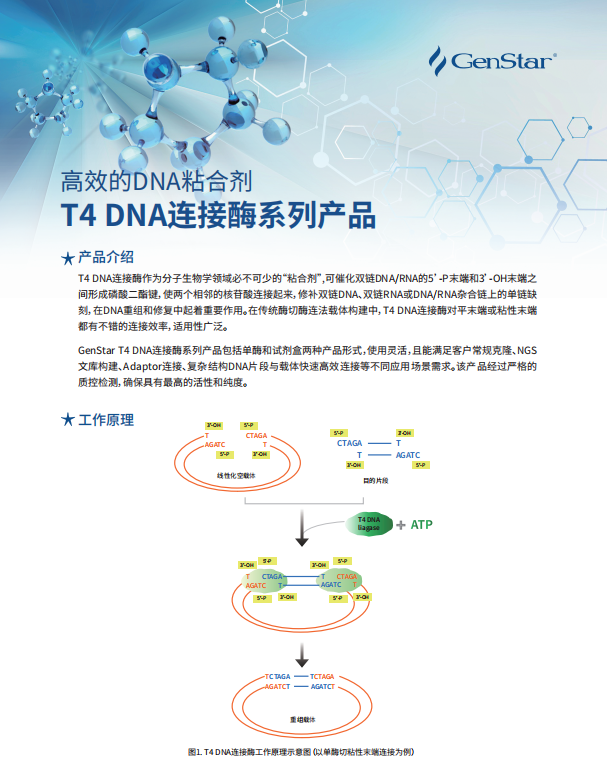 T4 DNA连接酶